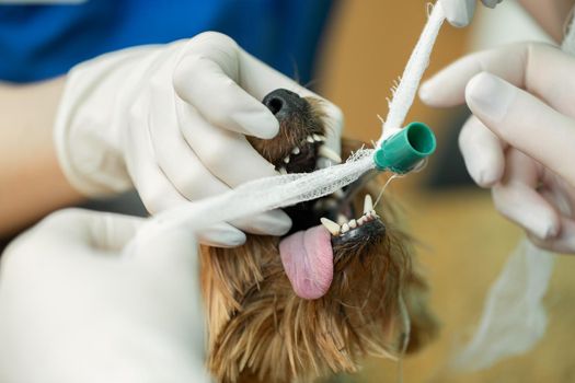 Veterinarian surgery, putting anesthesia breathing circuit set to dog mouth