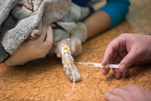 Veterinarian makes an injection to a cat in the catheter