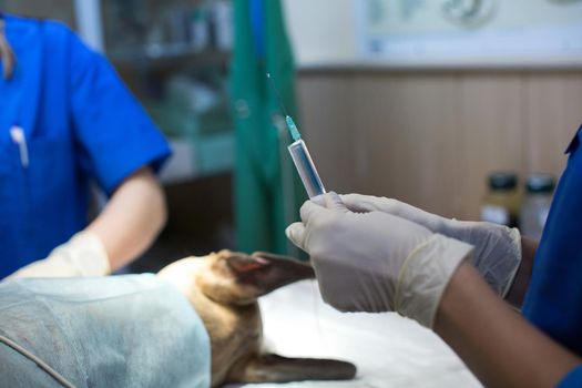 a veterinarian in surgery holds a syringe in gloves