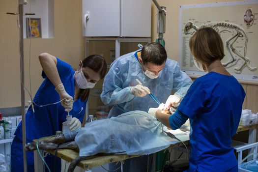 veterinarians perform surgery on a dog in the clinic.