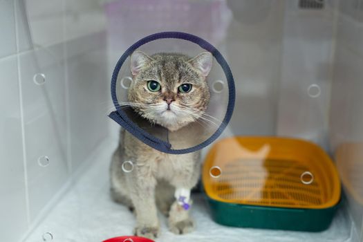 Domestic heterochromia cat wear cone pet recovery collar after surgery, anti bite lick wound healing safety