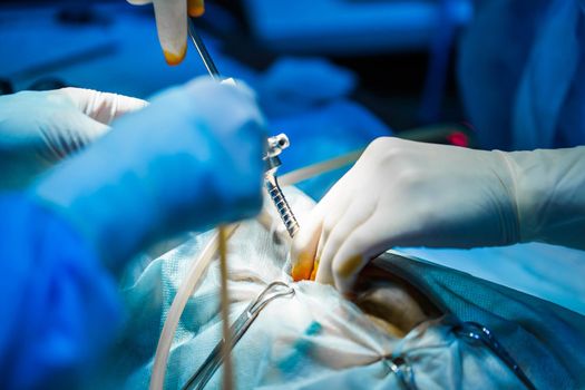 Vet doing the operation for sterilization. The cat on the operating table in a veterinary clinic. Cat in a veterinary surgery , the uterus and ovaries of a cat during surgery