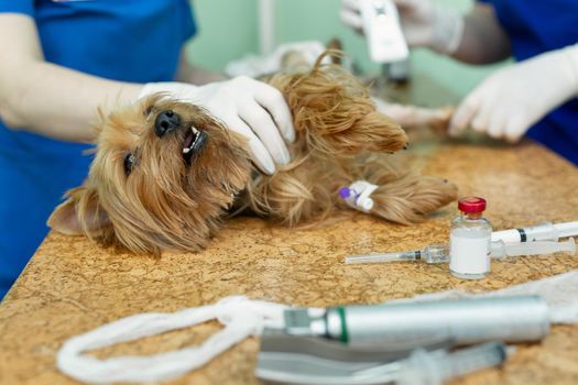 Veterinarian prepares dog by shaving his leg before surgery