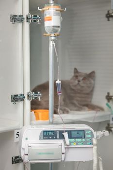 Cat in cage of ICU in veterinarian animal clinic on the drip