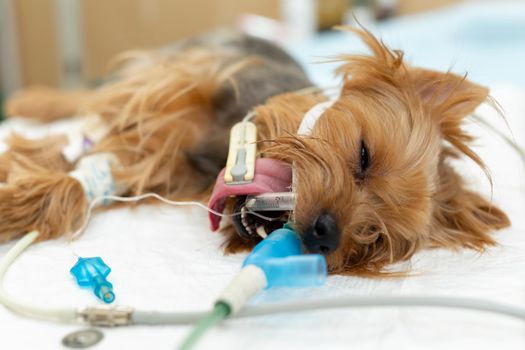 A dog on the operating table in a veterinary clinic