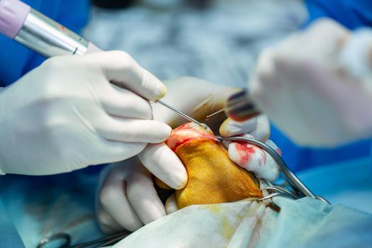 Surgery on the paw of the dog in veterinary clinic