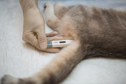 Veterinarian measures the temperature of the cat under anesthesia before surgery.