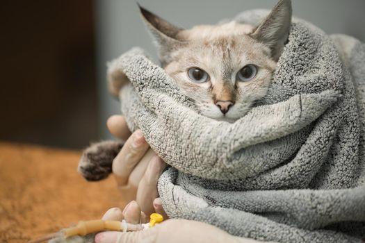 Veterinary placing a catheter via a cat in the clinic