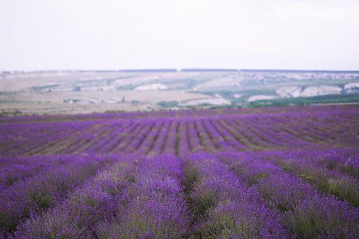 Purple lavender field on the Crimean peninsula.