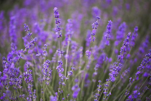 Lavender flower blooming scented fields in endless rows. Valensole plateau, provence, france, europ