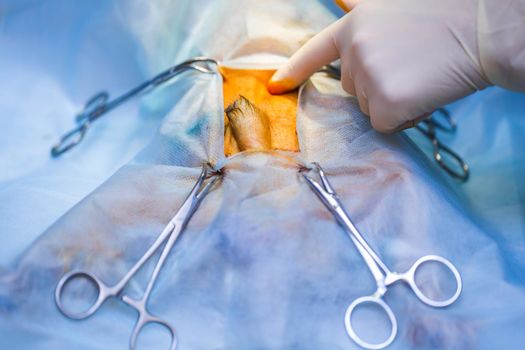 Vet doing the operation for sterilization. The cat on the operating table in a veterinary clinic. Cat in a veterinary surgery , the uterus and ovaries of a cat during surgery