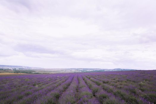 Purple lavender field on the Crimean peninsula.