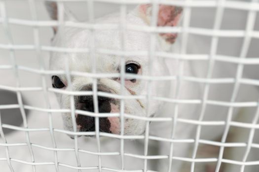 Sick dog in a cage in a veterinary clinic for animals