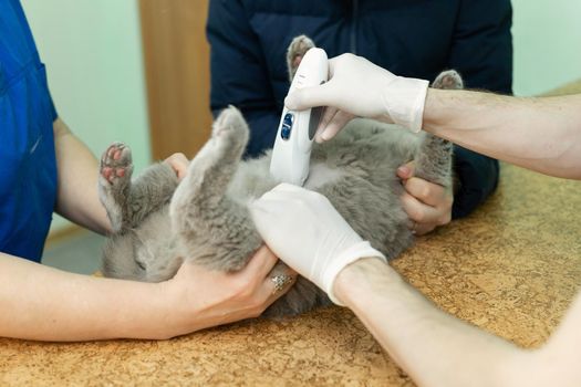 Vet does an ultrasound cat in clinic