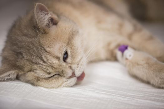 Cat in a veterinary clinic under anesthesia