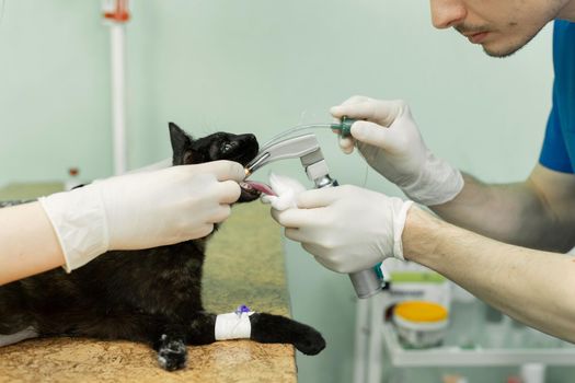 Veterinarian surgery, putting anesthesia breathing circuit set to cat mouth