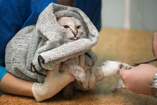 Veterinary placing a catheter via a cat in the clinic