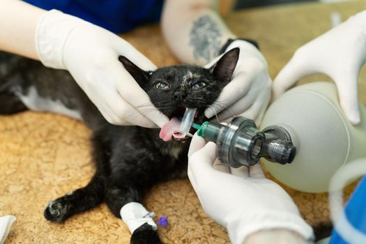 Veterinarian surgery, putting anesthesia breathing circuit set to cat mouth