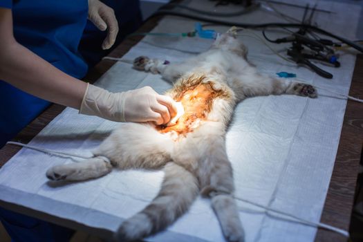 The cat on the operating table in a veterinary clinic. veterinarian sterilization operation