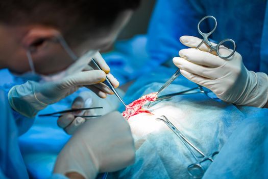 Vet doing the operation for sterilization. The cat on the operating table in a veterinary clinic. Cat in a veterinary surgery , the uterus and ovaries of a cat during surgery