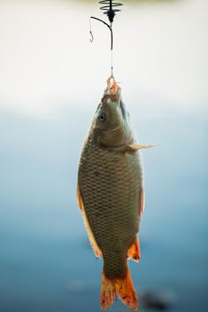 Fish on the hook on the background of water