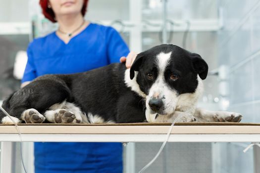 Vaccine to the dog in veterinary clinic