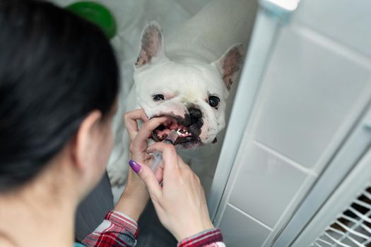 A nurse gives water from a syringe to a dog in the postoperative department of veterinary surgery
