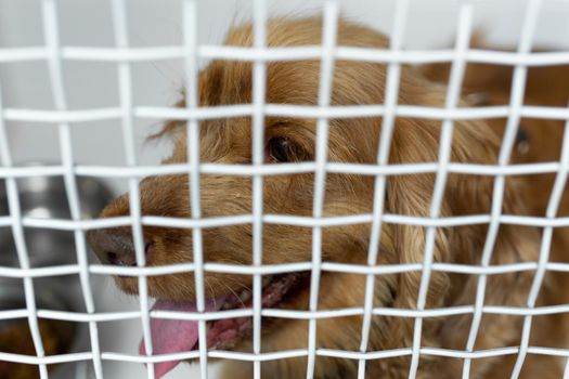 Sick dog in a cage in a veterinary clinic for animals