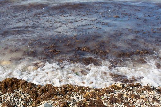 Dirty sea wave nailed to shore old dirty algae. Dirty seaweed line of sea surf on beach. Dirty sea, environmental problem of environmental pollution. Seaweed in sea wave. Closed. Bathing is prohibited