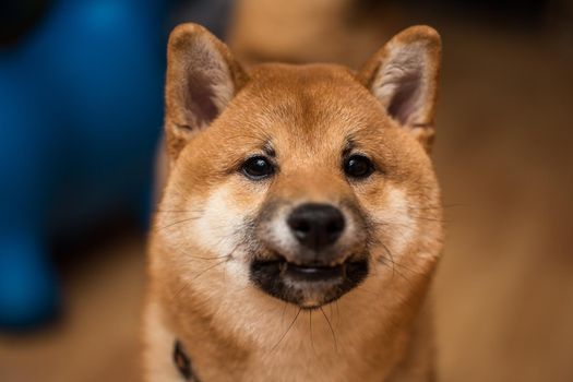 Portrait of a dog Shiba Inu, front view