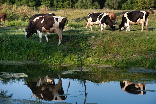 Cows grazing on pasture at sunset by river