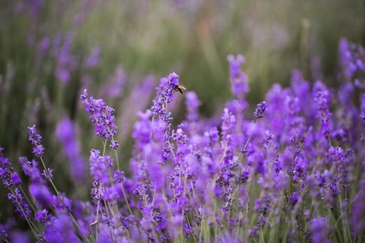 Purple lavender field on the Crimean peninsula.