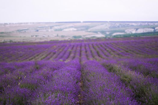 Purple lavender field on the Crimean peninsula.