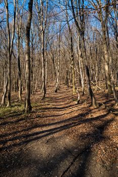 A hiking trail leads through a forest with a blue sky that has no leaves in winter.