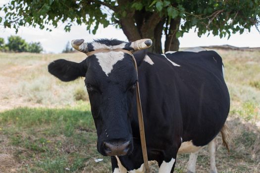 A cow in a summer pasture near a tree