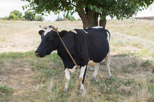 A cow in a summer pasture near a tree