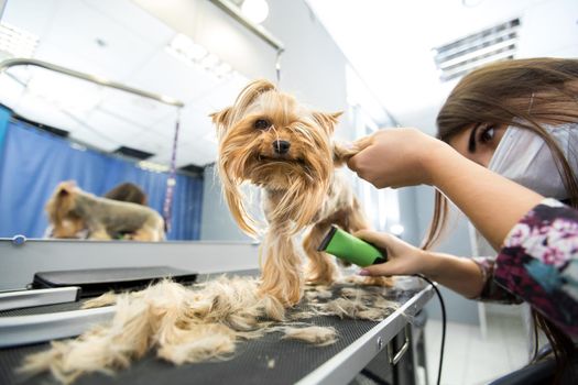 Veterinarian trimming a yorkshire terrier with a hair clipper in a veterinary clinic. Female groomer haircut Yorkshire Terrier on the table for grooming in the beauty salon for dogs