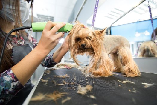 Veterinarian trimming a yorkshire terrier with a hair clipper in a veterinary clinic. Female groomer haircut Yorkshire Terrier on the table for grooming in the beauty salon for dogs