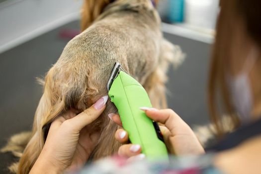 Veterinarian trimming a yorkshire terrier with a hair clipper in a veterinary clinic. Female groomer haircut Yorkshire Terrier on the table for grooming in the beauty salon for dogs