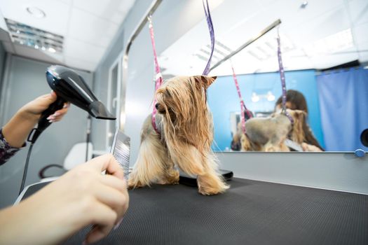 Veterinarian blow-dry a Yorkshire terrier hair in a veterinary clinic, close-up