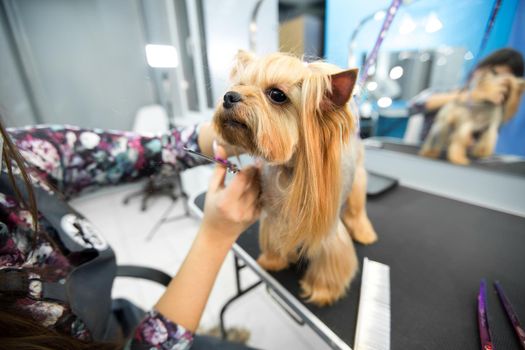 Female groomer haircut yorkshire terrier on the table for grooming in the beauty salon for dogs. Process of final shearing of a dog's hair with scissors