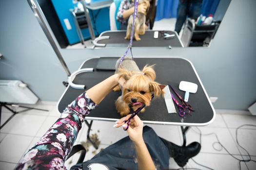 Female groomer haircut yorkshire terrier on the table for grooming in the beauty salon for dogs. Process of final shearing of a dog's hair with scissors