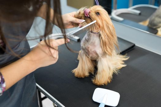 Grooming animals, grooming, drying and styling dogs, combing wool. Grooming master cuts and shaves, cares for a dog. Beautiful Yorkshire Terrier