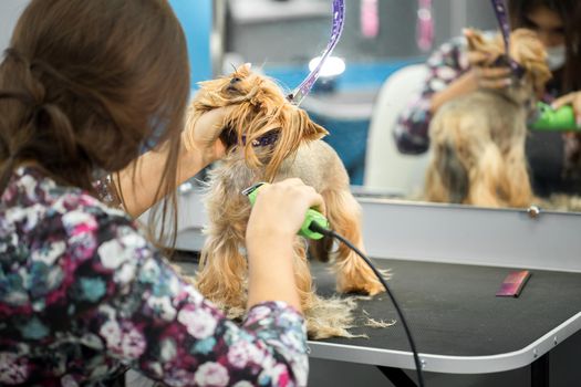 Veterinarian trimming a yorkshire terrier with a hair clipper in a veterinary clinic. Female groomer haircut Yorkshire Terrier on the table for grooming in the beauty salon for dogs