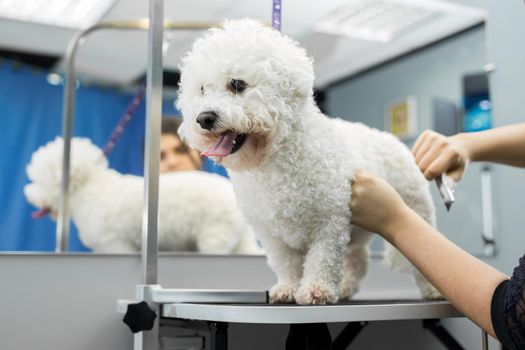 Groomer performing combing and haircut a dog Bichon Frise in the Barber shop for dogs