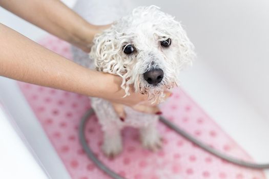 Close-up of a girl bathing her dog in the bathroom, she pours water on her from the shower. Slow motion. Care for a dog Bichon Frise, close-up. Veterinarian. Groomer. Hairdresser for animals.