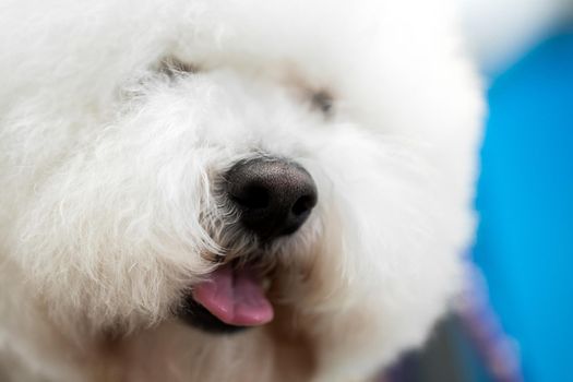 Portrait of a Bichon Frise after a haircut on the grooming table