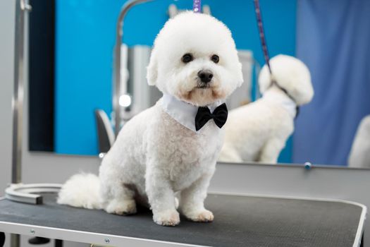 Portrait of a Bichon Frise after a haircut on the grooming table