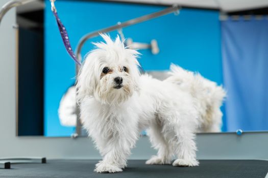 A white dog gets a haircut at a barbershop. Bolonka Bolognese.