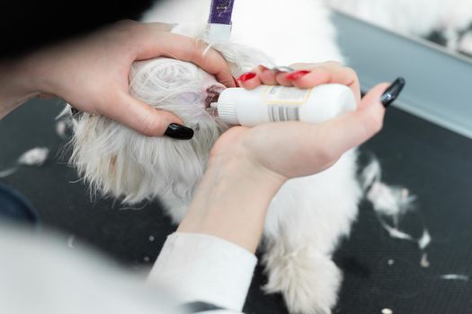 Groomer cleans the ears of a white dog bolonka Bolognese.